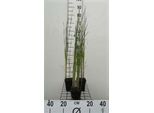 6 X Typha Laxmannii - Giunco Di Laxmann - Vaso 9 X 9 Cm