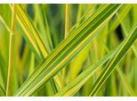 6 X Phragmites Austr. 'Variegatus' - Giunco Variegato - Vaso 9 X 9 Cm