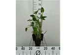 6 X Pontederia Cordata - Balsamo D'acqua A Foglia Di Cuore - Vaso 9 X 9 Cm