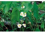 6 X Sagittaria Latifolia - Arrowroot A Foglia Larga - Vaso 9 X 9 Cm