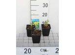 6 X Euphorbia Palustris - Euforbia Di Palude - Vaso 9 X 9 Cm