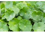 6 X Hydrocotyle Vulgaris - Centella Comune - Vaso 9 X 9 Cm