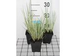 6 X Acorus Gramineus - Erba Calamo - Vaso 9 X 9 Cm