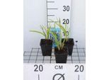 6 X Iris Versicolor - Iris Variegato - Vaso 9 X 9 Cm