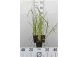 6 X Acorus Calamus - Calamo - Vaso 9 X 9 Cm