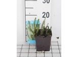 6 X Hippuris Vulgaris - Fronda Di Abete Comune - Vaso 11 X 11 Cm