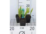 6 X Bletilla Striata 'Alba' - Orchidea Terrestre Cinese Bianca - Vaso 9 X 9 Cm