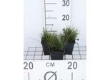 6 X Equisetum Scirpoides - Equiseto Nano - Vaso 9 X 9 Cm