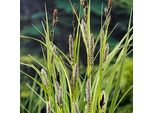 6 X Carex Riparia - Carice Ripariale - Vaso 9 X 9 Cm