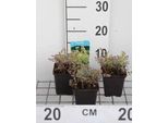 6 X Oenanthe Fistulosa 'Flamingo' - Cicuta Di Palude Colorata - Vaso 9 X 9 Cm