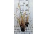 6 X Typha Angustifolia - Giunco A Foglie Strette - Vaso 9 X 9 Cm