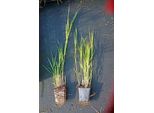 6 X Phragmites Australis - Cannaiola - Vaso 9 X 9 Cm
