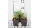 6 X Eriophorum Angustifolium - Cotonello A Foglie Strette - Vaso 9 X 9 Cm