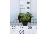 6 X Houttuynia Cordata - Pianta Camaleonte - Vaso 9 X 9 Cm