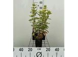 6 X Lysimachia Thyrs. 'Variegata' - Loosestrife Giallo Variegato - Vaso 9 X 9 Cm