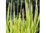 6 X Glyceria Max 'Variegata' - Erba Dolce Variegata - Vaso 9 X 9 Cm