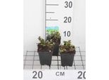 6 X Mentha Aquatica - Menta Acquatica - Vaso 9 X 9 Cm