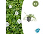 Piccola Vinca Minor 'Gertrude Jekyll' Sempreverde - ↕10-25Cm - Ø9Cm - 6 Piante - Fiori Bianchi - Coprisuolo Sempreverde - Adatto All'ombra E Facile Da Curare