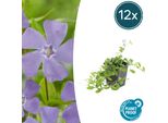 Piccolo Sempreverde Da Giardino Vinca Minor 'La Grave' - ↕10-25Cm - Ø9Cm - 12 Piante - Coprisuolo Sempreverde Con Fiori Viola - Adatto All'ombra E Facile Da Curare