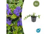 Vinca Minor 'Ralph Shugert' - ↕10-25Cm - Ø9Cm - 6 Piante - Fiori Color Lavanda - Sempreverde E Facile Da Curare - Coprisuolo Adatto All'ombra