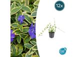 Sempreverde A Foglie Piccole Vinca Minor 'Blue And Gold' - ↕10-25Cm - Ø9Cm - 12 Piante - Foglie Giallo Oro E Fiori Blu-Viola - Coprisuolo Sempreverde - Adatto All'ombra E Facile Da Curare