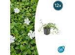 Piccola Pervinca Vinca Minor 'Gertrude Jekyll' - ↕10-25Cm - Ø9Cm - 12 Piante - Fiori Bianchi Brillanti - Sempreverde E Facile Da Curare - Coprisuolo Adatto All'ombra