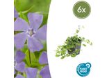 Piccolo Sempreverde Da Giardino Vinca Minor 'La Grave' - ↕10-25Cm - Ø9Cm - 6 Piante - Fiori Viola - Coprisuolo Sempreverde - Adatto All'ombra E Facile Da Curare