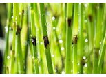 6 X Equisetum Fluviatile - Equiseto Dello Stagno - Vaso 9 X 9 Cm