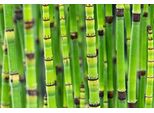 6 X Equisetum Japonicum - Tubo Cavo Giapponese - Vaso 9 X 9 Cm