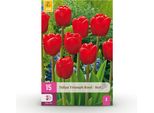 Bulbi Da Fiore Tulipa Triumph Red - Rosso - 15 Pezzi - Bulbo Di Dimensioni 11/12 - Tulipani Triumph Classici Per Giardino, Balcone E Terrazza - Fioritura Primaverile