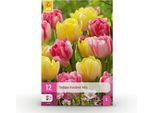 Bulbi Da Fiore Tulipa Foxtrot Mix - Vari Colori - 12 Pezzi - Bulbi Di Dimensioni 11/12 - Mix Di Tulipani Colorati Per Il Giardino, Il Balcone E La Terrazza - Fioriture Primaverili