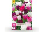 Bulbi Da Fiore Tulipa Pastel Mix - Vari Colori - 12 Pezzi - Bulbo Di Dimensioni 11/12 - Delicati Tulipani Pastello Per Giardino, Balcone E Terrazza - Fioriture Primaverili