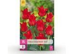 Bulbi Da Fiore Tulipa Greigii Red - Rosso - 15 Pezzi - Bulbo Di Dimensioni 11/12 - Tulipani Greigii A Fioritura Precoce Per Giardino, Balcone E Terrazza - Facile Da Curare E Resistente