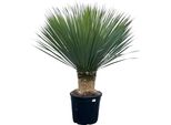 Giglio Delle Palme Yucca Rostrata - Vaso Da 45 Cm - Altezza Circa 140 Cm