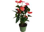 Anturio - Anthurium 'Maine Pink' - Altezza 55-70Cm - ø17Cm