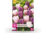 Bulbi Da Fiore Tulipa Macron Mix - Vari Colori - 12 Pezzi - Bulbo Di Dimensioni 11/12 - Mix Di Tulipani Colorati Per Giardino, Balcone E Terrazza - Fioritura Primaverile