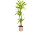 Albero Prezioso - Dracaena Deremensis 'Lemon Lime' - Pianta Verde - Alta 130-150Cm - Spighe Di Fiori Di 24Cm