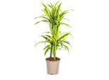Albero Prezioso - Dracaena Deremensis 'Lemon Lime' - Pianta Verde - Alta 70-90 Cm - Spighe Di Fiori Di 19 Cm