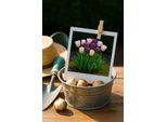 Bulbi Da Fiore Exotenherz - Tulipani Tulipa Macron Mix (12 Pezzi) Diametro 11-12Cm