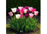 Bulbi Da Fiore Exotenherz - Tulipani Tulipa Pastel Mix (12 Pezzi) Diametro 11-12Cm