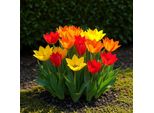 Bulbi Da Fiore Exotenherz - Tulipani Tulipa Praestans Mix (25 Pezzi) Diametro 8-9Cm