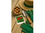 Bulbi Da Fiore Exotenherz - Tulipani Tulipa Triumph Red (15 Pezzi) Diametro 11-12Cm