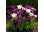 Bulbi Da Fiore Exotenherz - Tulipani Tulipa Blueberry Mix (12 Pezzi) Diametro 11-12Cm