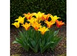 Bulbi Da Fiore Exotenherz - Tulipani Tulipa Vendeeglobe (12 Pezzi) Diametro 11-12Cm