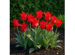Bulbi Da Fiore Exotenherz - Tulipani Tulipa Greigii Red (15 Pezzi) Diametro 11-12Cm