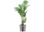 Howhomely | Fioriera - Muschio - 34X32 Cm - Calcestruzzo Grigio - Design Moderno - Ecologico