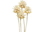 Fiori Di Legno Di Plumosum Sbiancato, Fiori Secchi Decorativi Per Giornate Commemorative E Servizi Funebri, 25 Pezzi