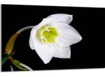 Piastra Di Copertura Del Piano Cottura 80X52Cm 1 Pezzo In Ceramica, Bianco Giglio