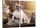 Piastre Coprifornelli 2 Pezzi 30X52 Vetro Coprifornelli In Ceramica, Cane Gatto