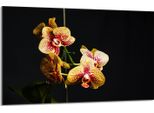 Piastra Di Copertura Del Piano Cottura 80X52Cm 1 Pezzo In Ceramica, Nero Orchidea